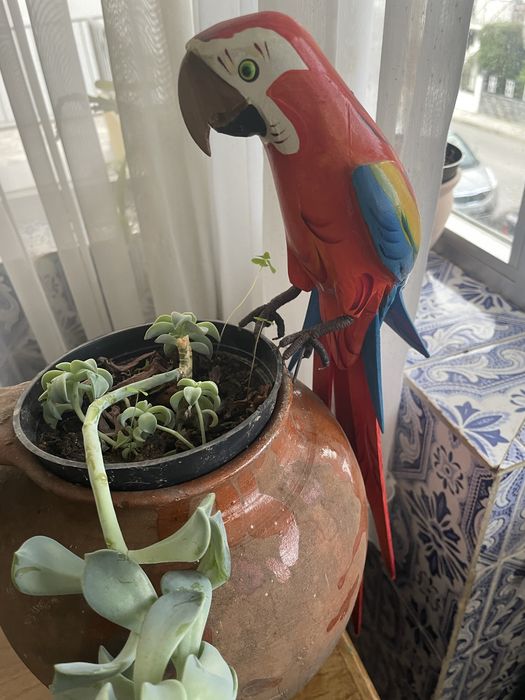 Arara decorativa em madeira
