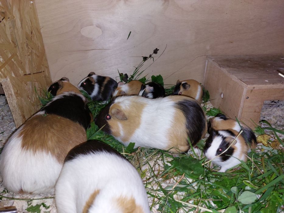 Świnki morskie młode