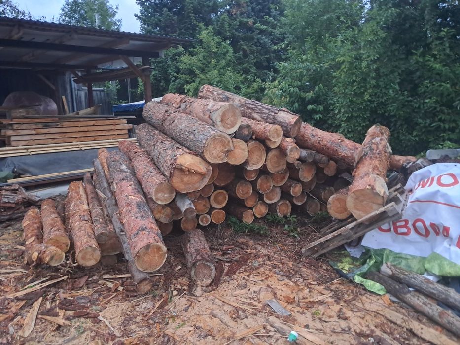 Dąb dab Brzoza opal drewno drzewo