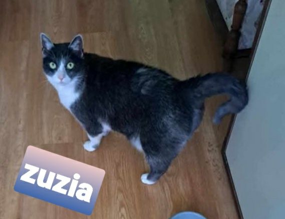 Dorosła ,wysterylizowana 7 letnia kotka Zuzia szuka domku.