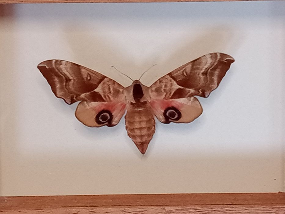Motyl nocny w ramce 12x10 cm . Smerinthus ocellatus