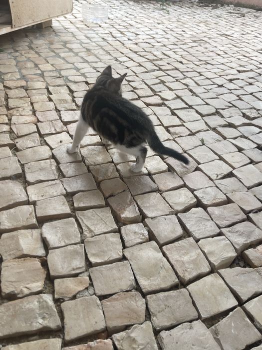 Gatinhas bebes - 2 meses