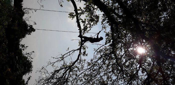 Wycinka i pielęgnacja drzew metodą arborystyczną