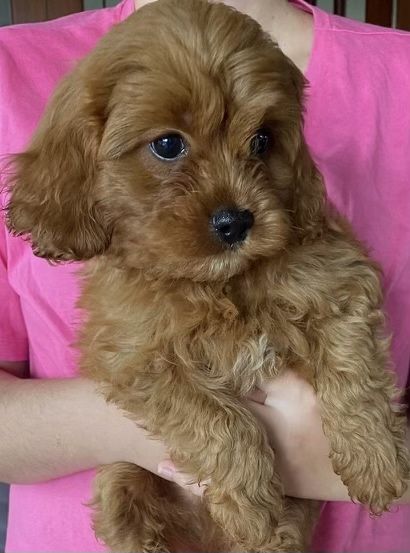 CAVAPOO mix cavalier & pudel toy RED gotowy do odbioru - pies