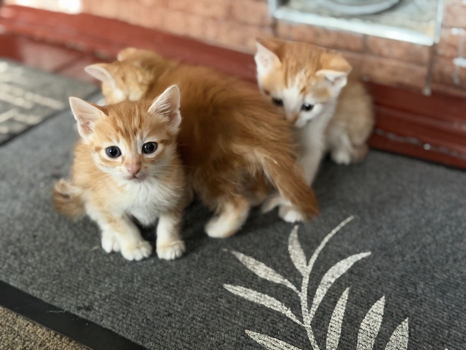 БЕЗКОШТОВНО руді кошенята