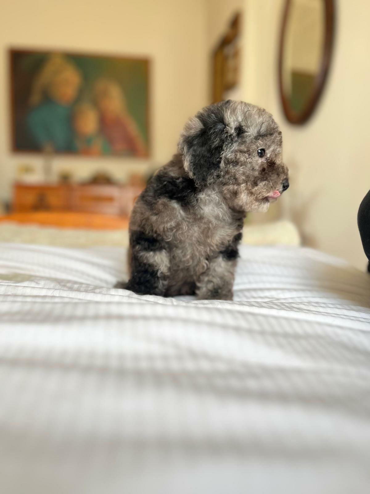 Pudel miniaturowy badania genetyczne