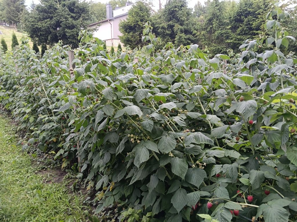 Sprzedam maliny polesie