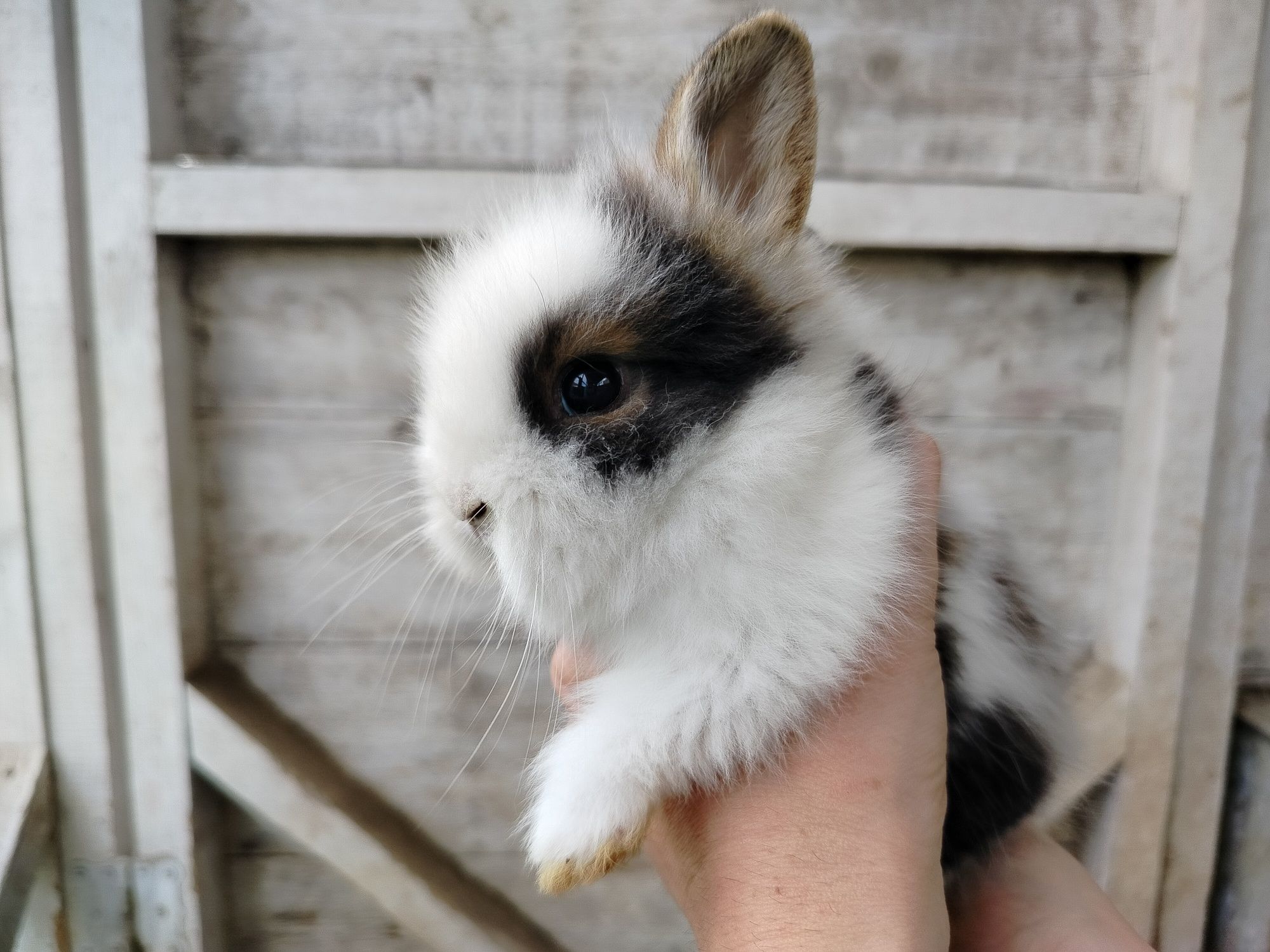 Króliki miniaturki karzełek teddy