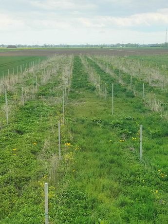 Stegna Żelichowo   Działka rolna rekreacyjna Sad  duży ogród    7000m