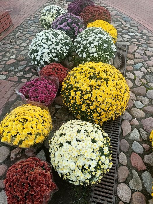 Chryzantemy na sprzedaż