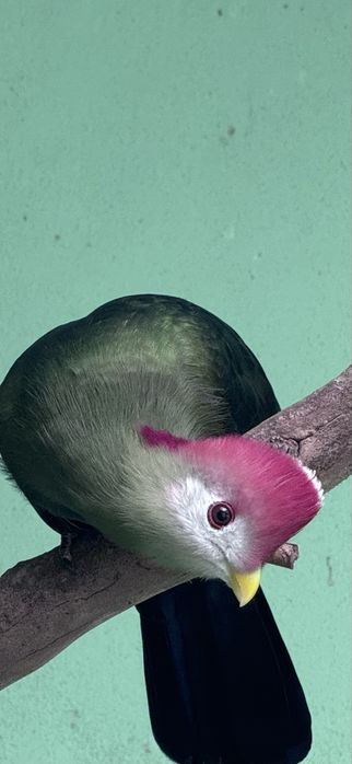 Vendo casal de TURACO CRISTAL