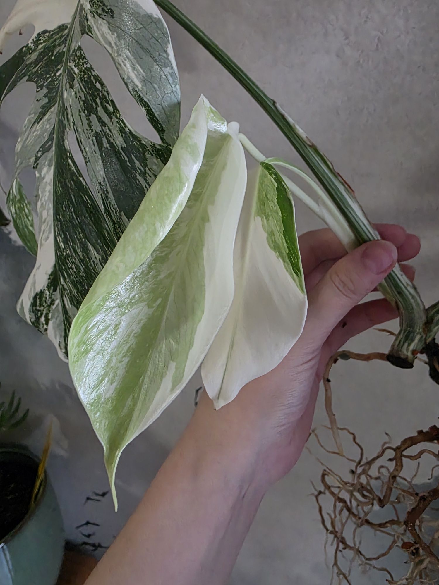 Monstera variegata 3 liscie