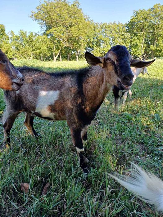Коза, добра газонокосилка для подвір'я, товариська, трансгендерна.