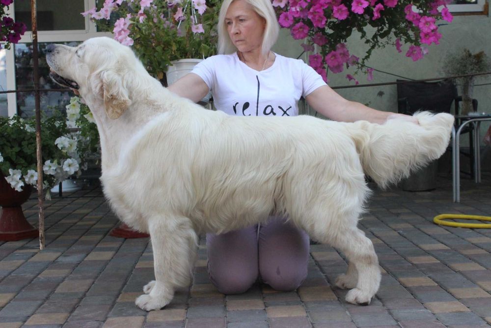 Племенной кобель Голден Ретривер