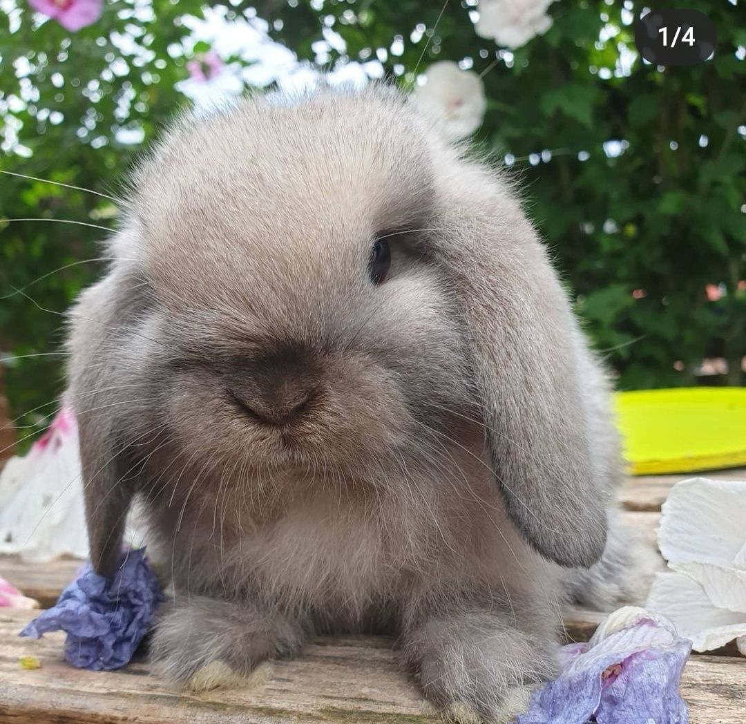 KIT Coelhos anões orelhudos, mini lop super inteligentes e dóceis