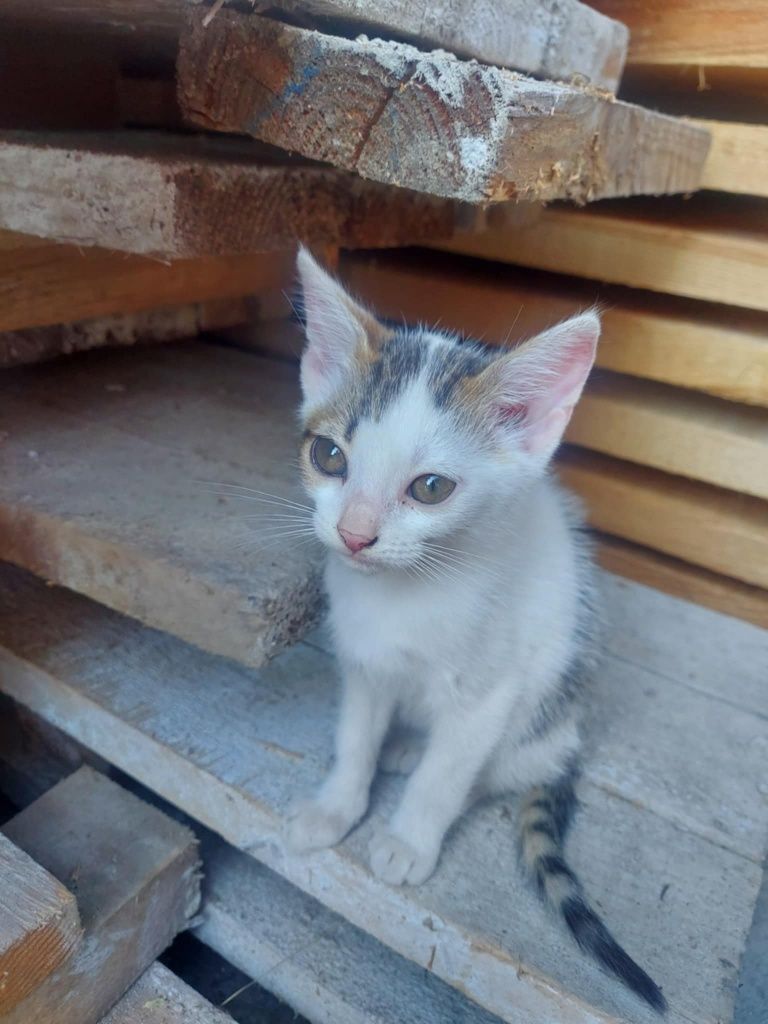 Oddam kotki w dobre ręce