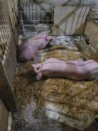 Продам свиней м’ясної породи тушками або живим весом.