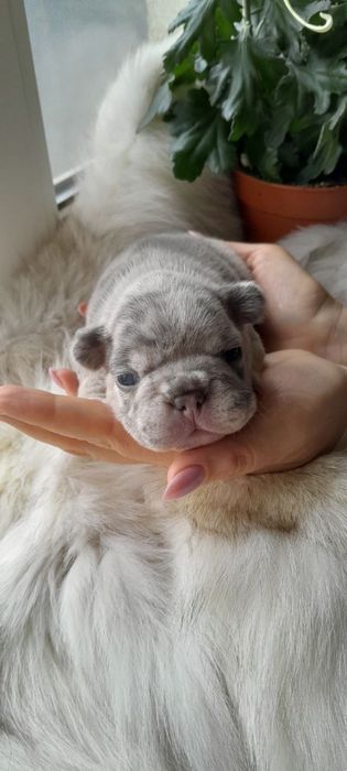 Міні-дівчинка французького бульдога