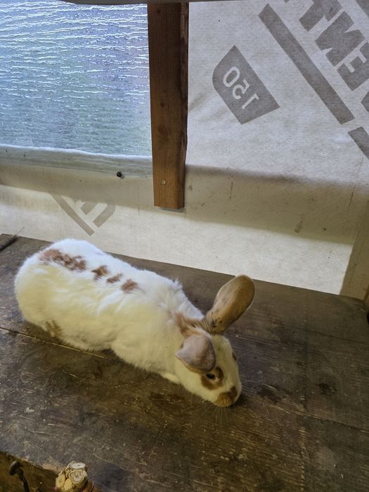 Królik samica srokacz