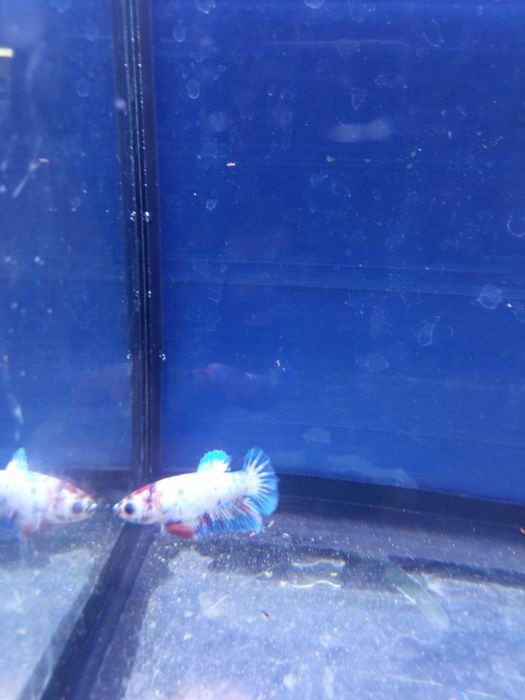 Продам петухов кои