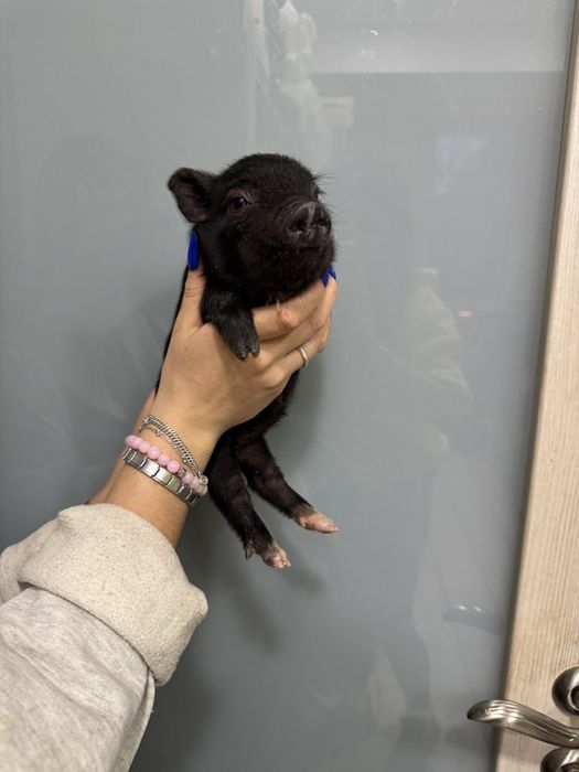 Міні піг та мікро піг , мініпіг  вугільного кольору