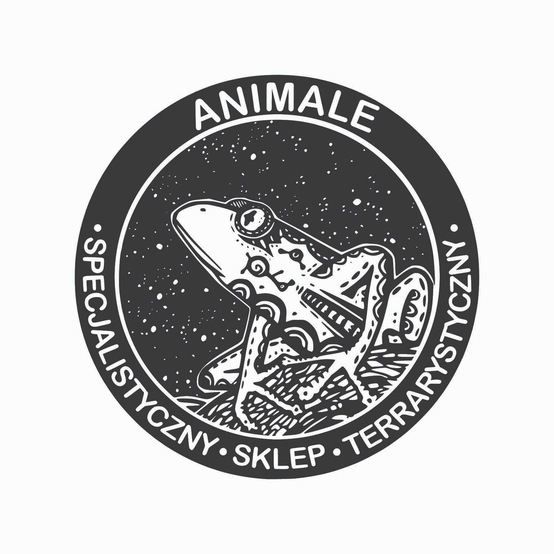 Gekon lamparci nr 19. Lavender- sklep terrarystyczny ANIMALE