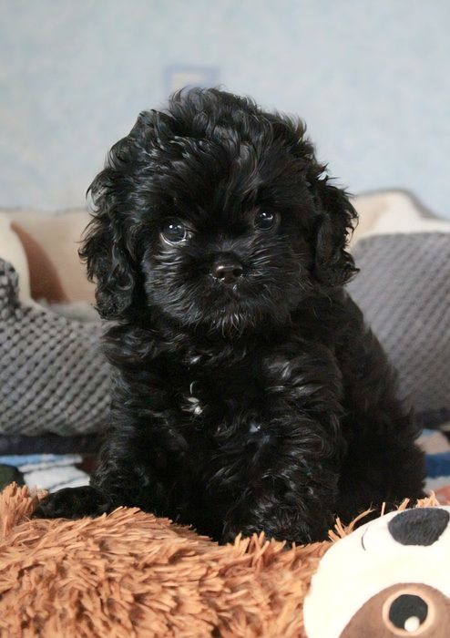 Кавапу f1 цуценята Мальтіпу Пудель