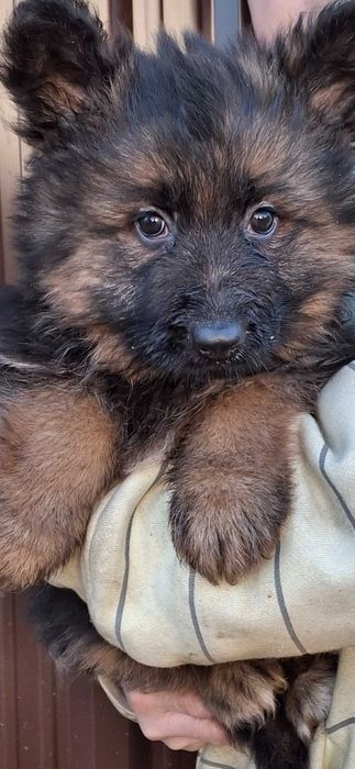 Owczarek niemiecki długowłosy   szczenie