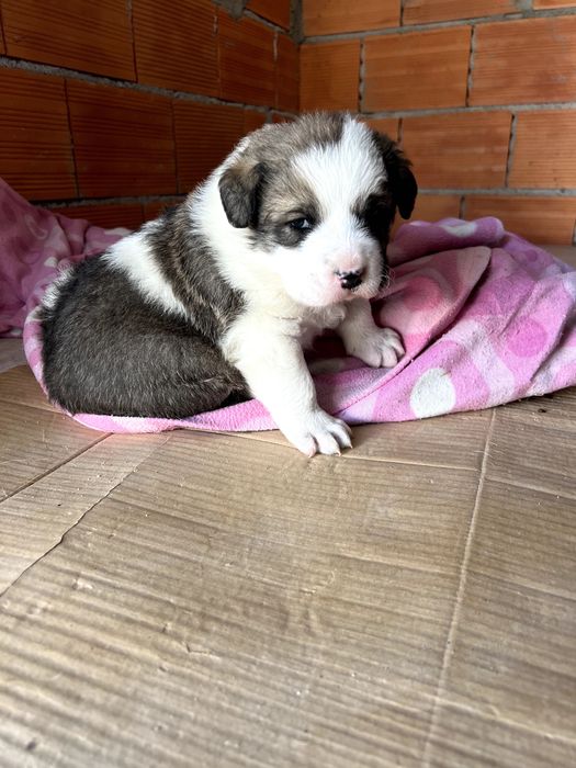 Rafeiro do Alentejo - Cão de guarda e de ovelhas