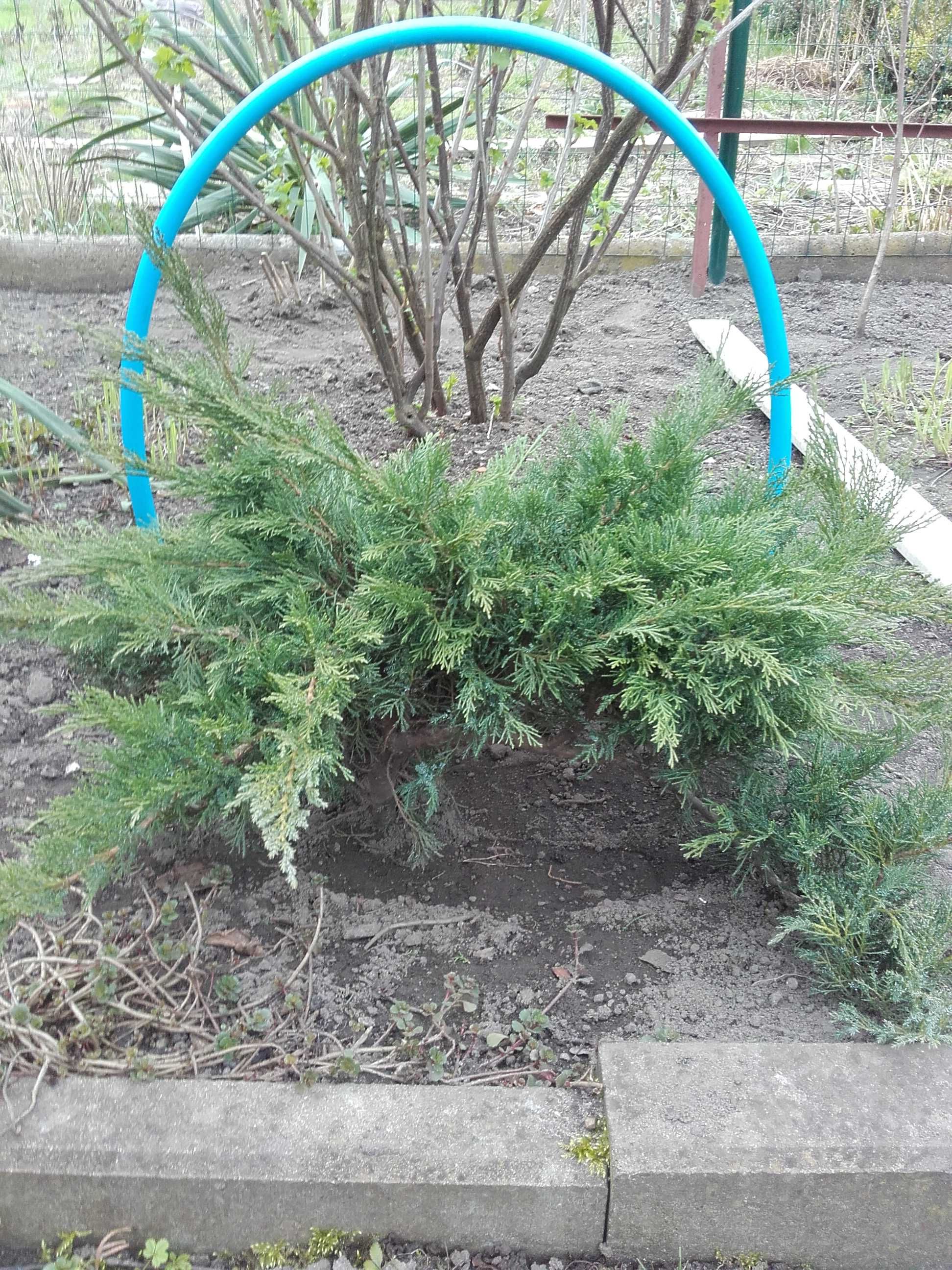 Cisy, jałowiec, bonsai, trzmielina, hibiskus, bez japoński trawa ozdob