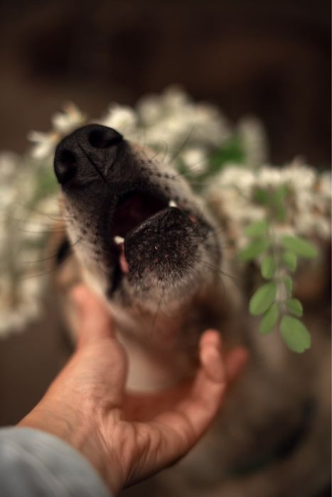 Кнопа ищет семью