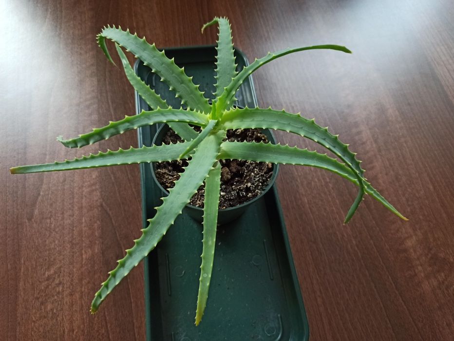 Aloes sadzonka w doniczce