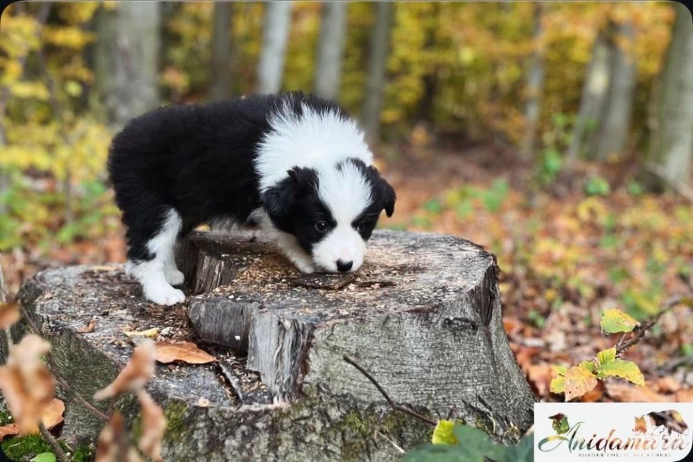 Border Collie szczeniak szczenię zkwp fci