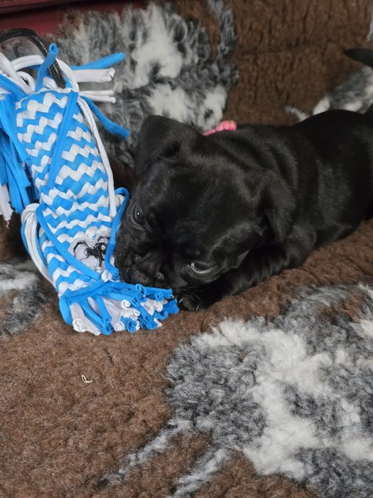 Staffordshire bull terrier , Staffik