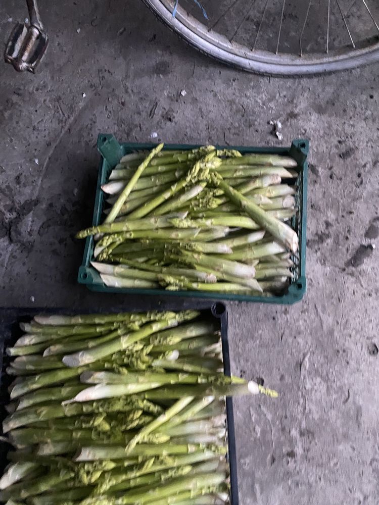 Спаржа , аспарагус , asparagus опт и розница