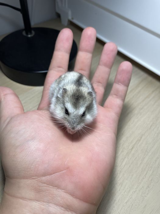 Chomik dżungarski samiczka