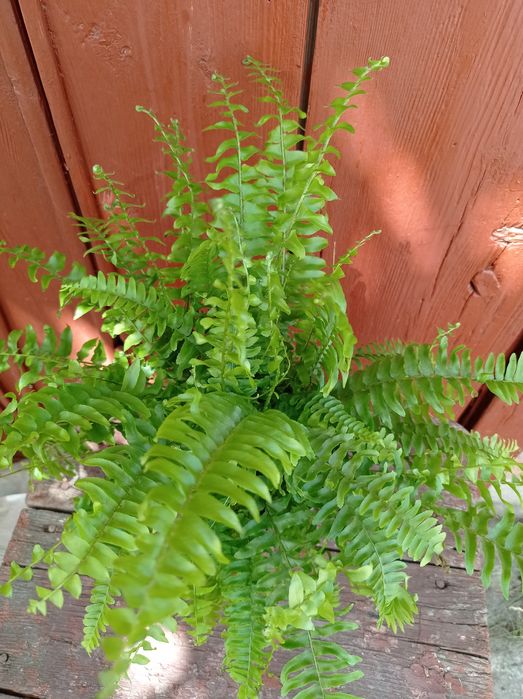 Папоротник Нефролепсис.