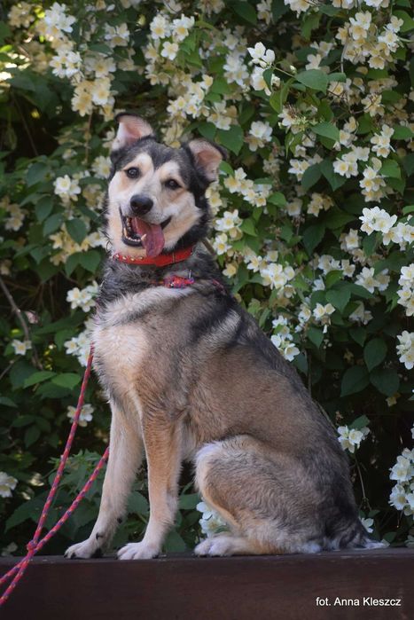 Ryjek - uroczy psiak husky adopcja