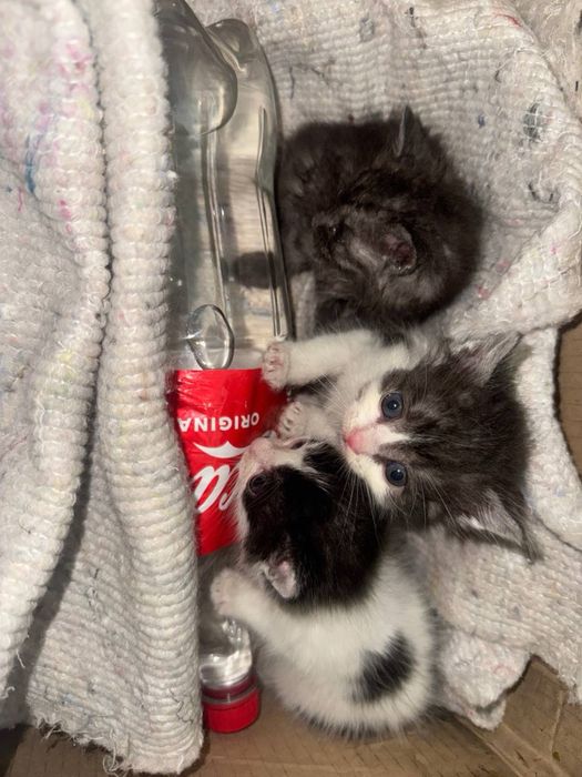 Віддаю котенят в хороші руки