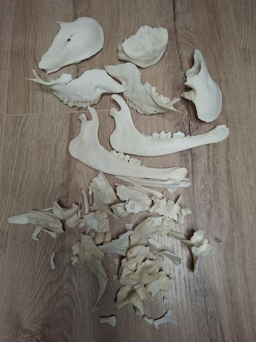 Czaszka kości  krowy bydlęcia kręgi szyjne eksponat weterynaria