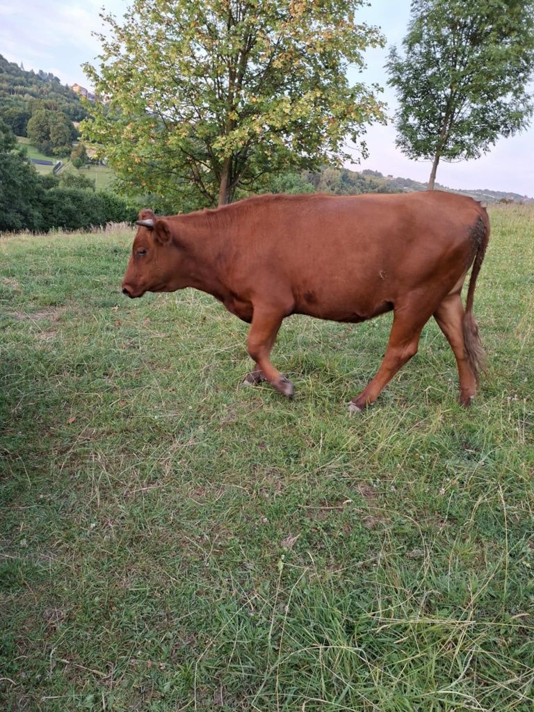 Ciele, Jałówka, krowa cielna