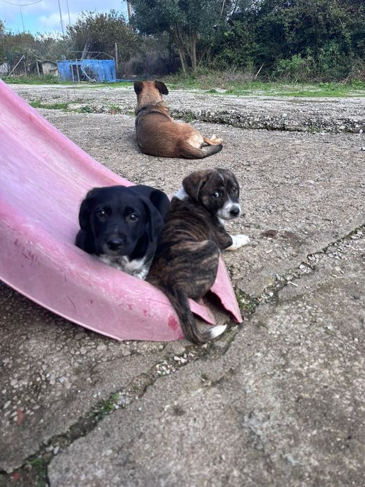 Cadelas para adoçao