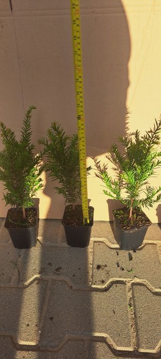 Cis pospolity(Taxus baccata)