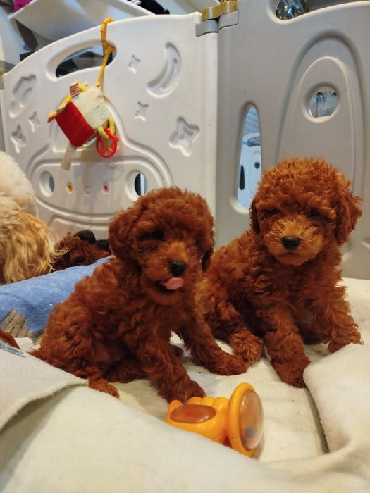 Pudel miniaturowy ciemny Red