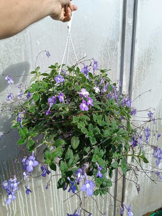 Skrętnik Streptocarpus doniczka wisząca