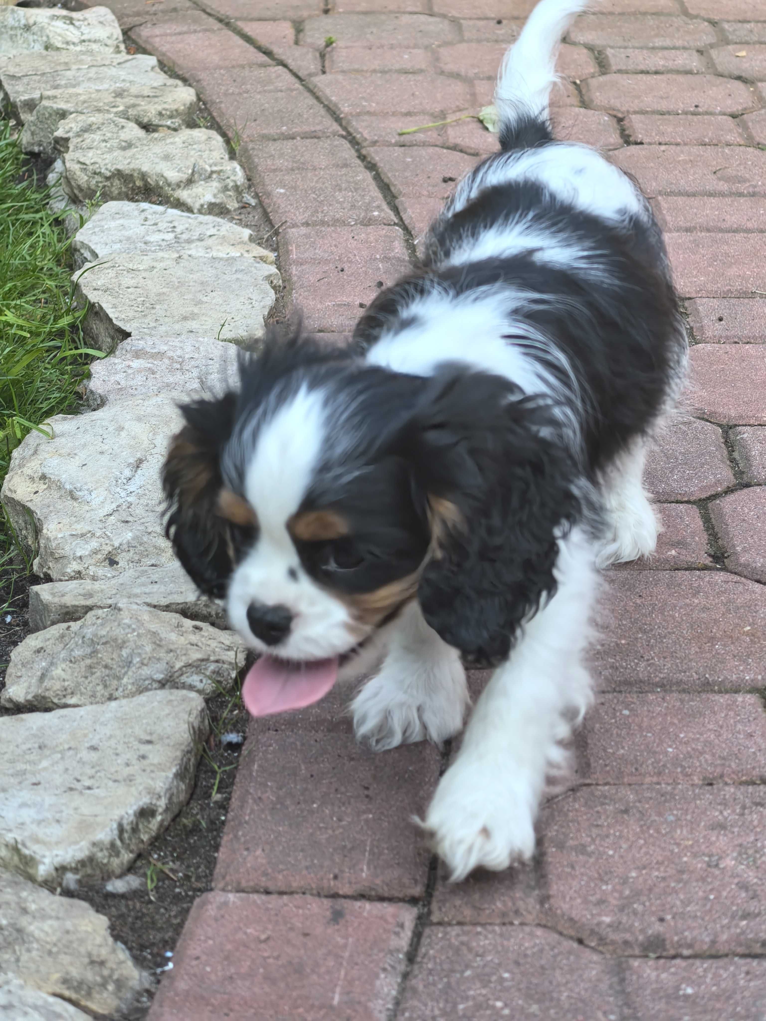 Cavalier King Charles spaniel FCI ZKwP po imp. Włochy