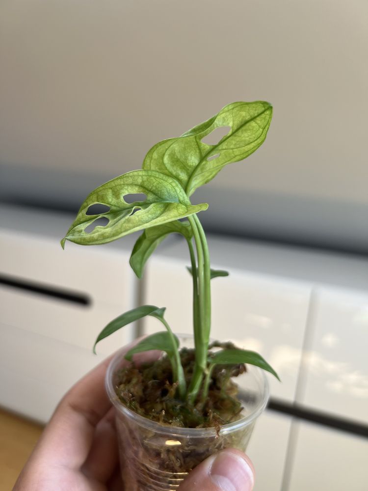 Monstera adansonii Variegata