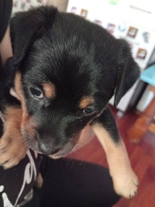 Sunia suczka oddam za darmo NOWY SĄCZ