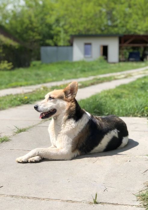 Daj szansę na dom