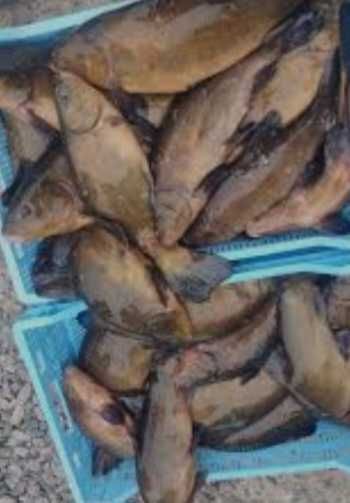 Продам живу рибу